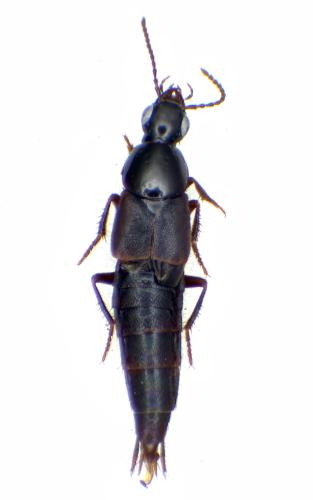 Quedius fumatus